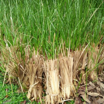 KHUS POWDER