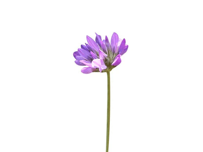 BAVACHI FLOWER POWDER